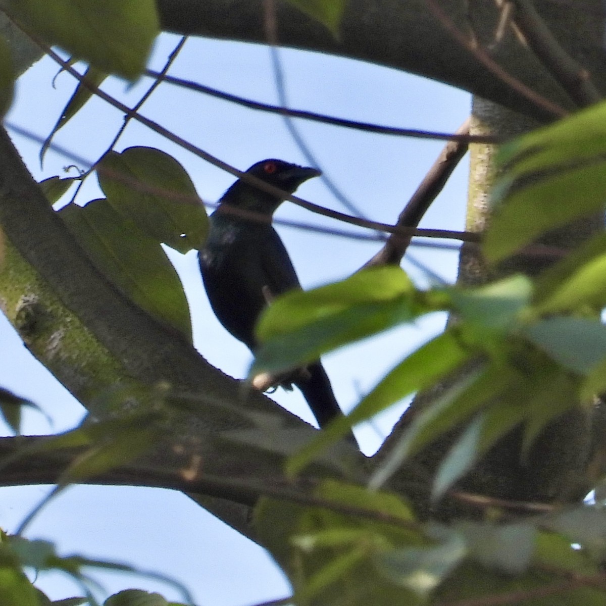 Asian Glossy Starling - Alisha Tay