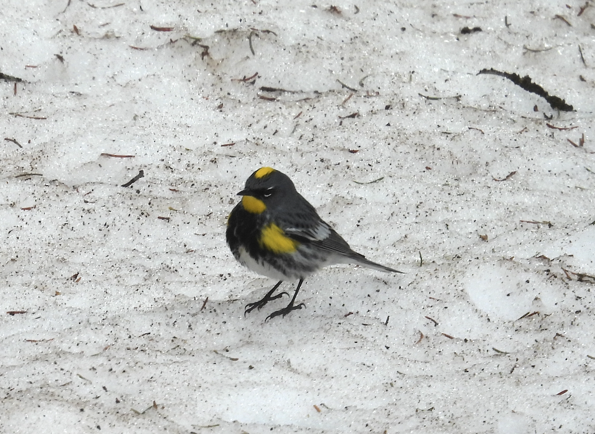 Yellow-rumped Warbler - Barry Stephenson