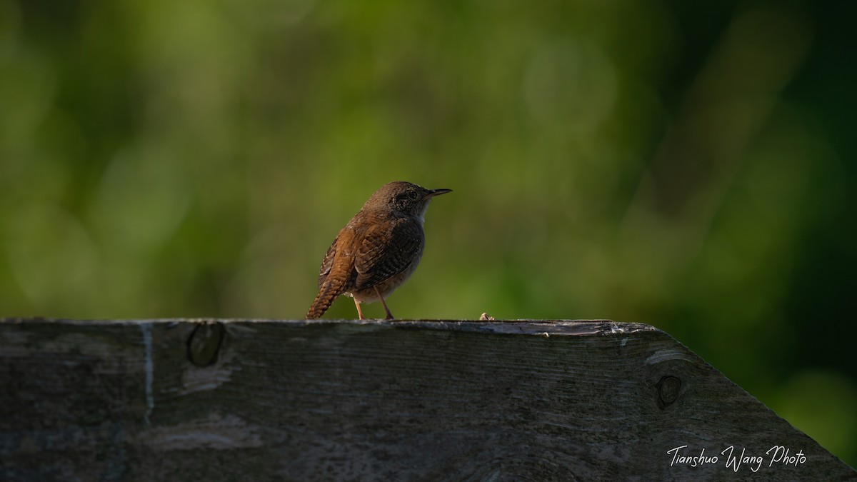 House Wren - Tianshuo Wang