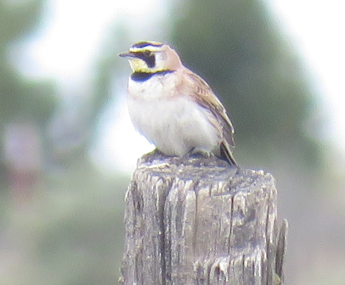 Horned Lark - Pam Otley