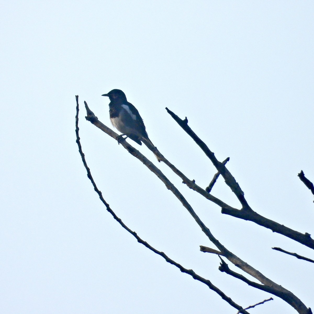 Oriental Magpie-Robin - Alisha Tay