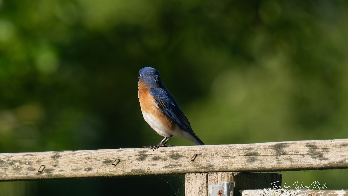 Eastern Bluebird - Tianshuo Wang