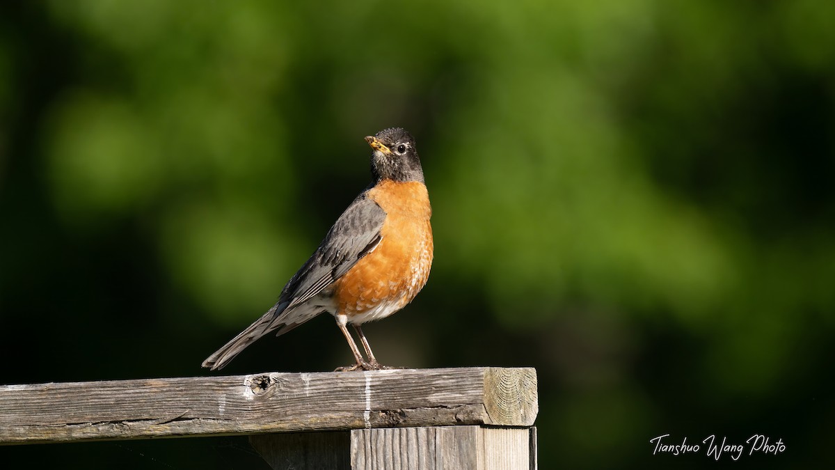 American Robin - Tianshuo Wang