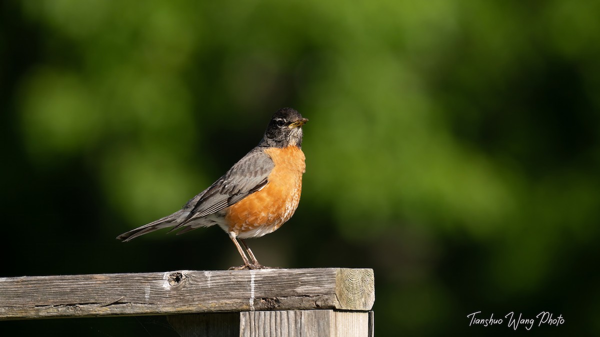 American Robin - Tianshuo Wang