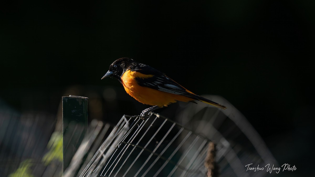 Baltimore Oriole - Tianshuo Wang