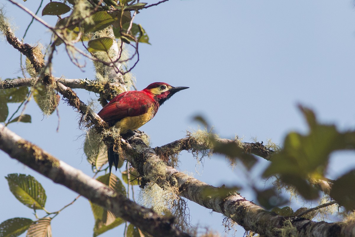 Crimson-mantled Woodpecker - Nancy Davis