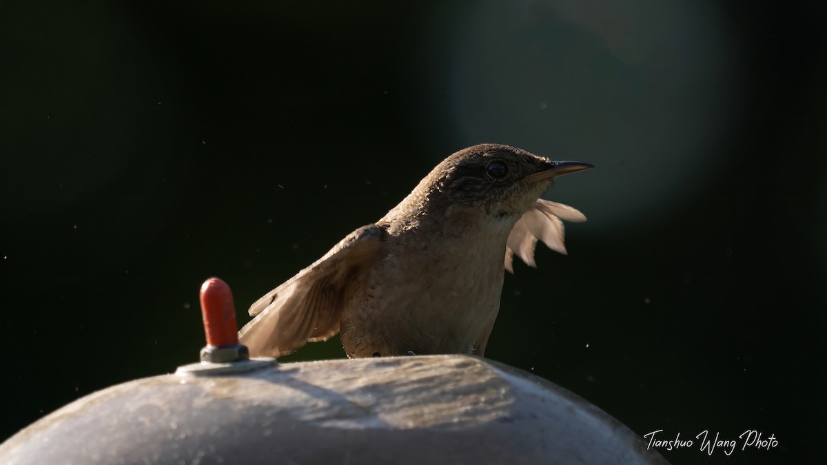 House Wren - Tianshuo Wang