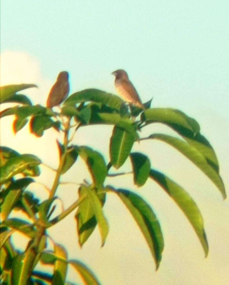 Scaly-breasted Munia - Darien Piña Davila