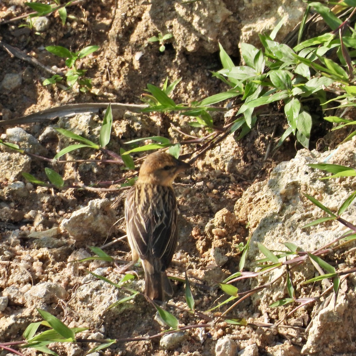 Baya Weaver - Alisha Tay