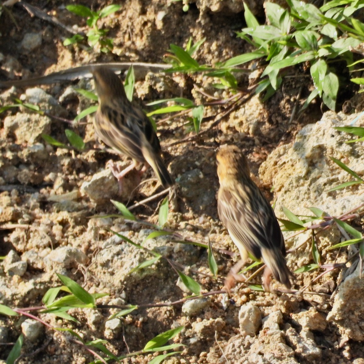 Baya Weaver - Alisha Tay