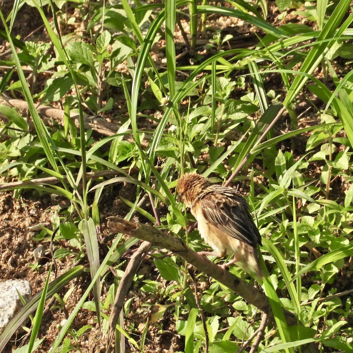 Baya Weaver - Alisha Tay