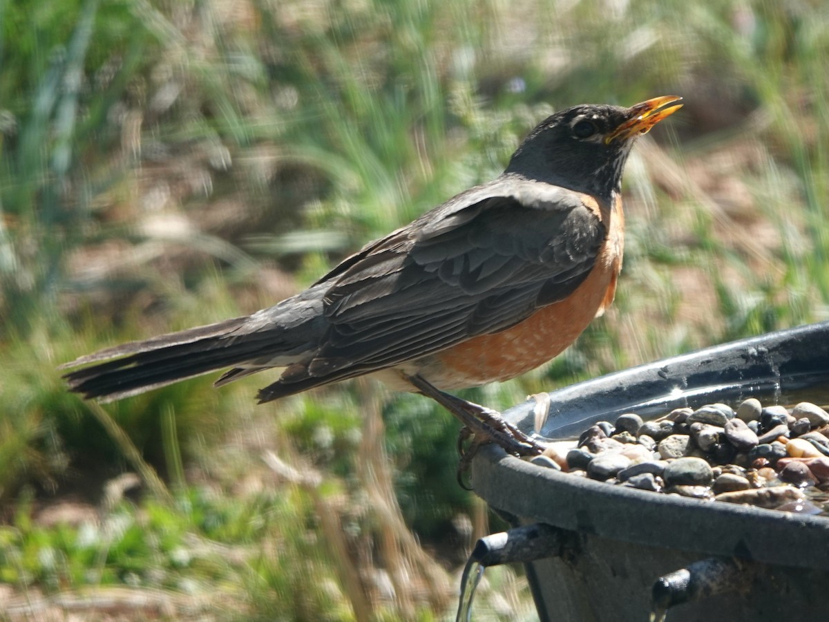 American Robin - Kirsti Aamodt