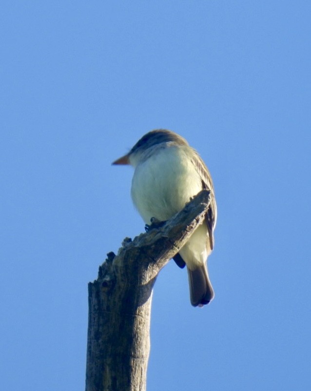 Willow Flycatcher - Sue Bernstein