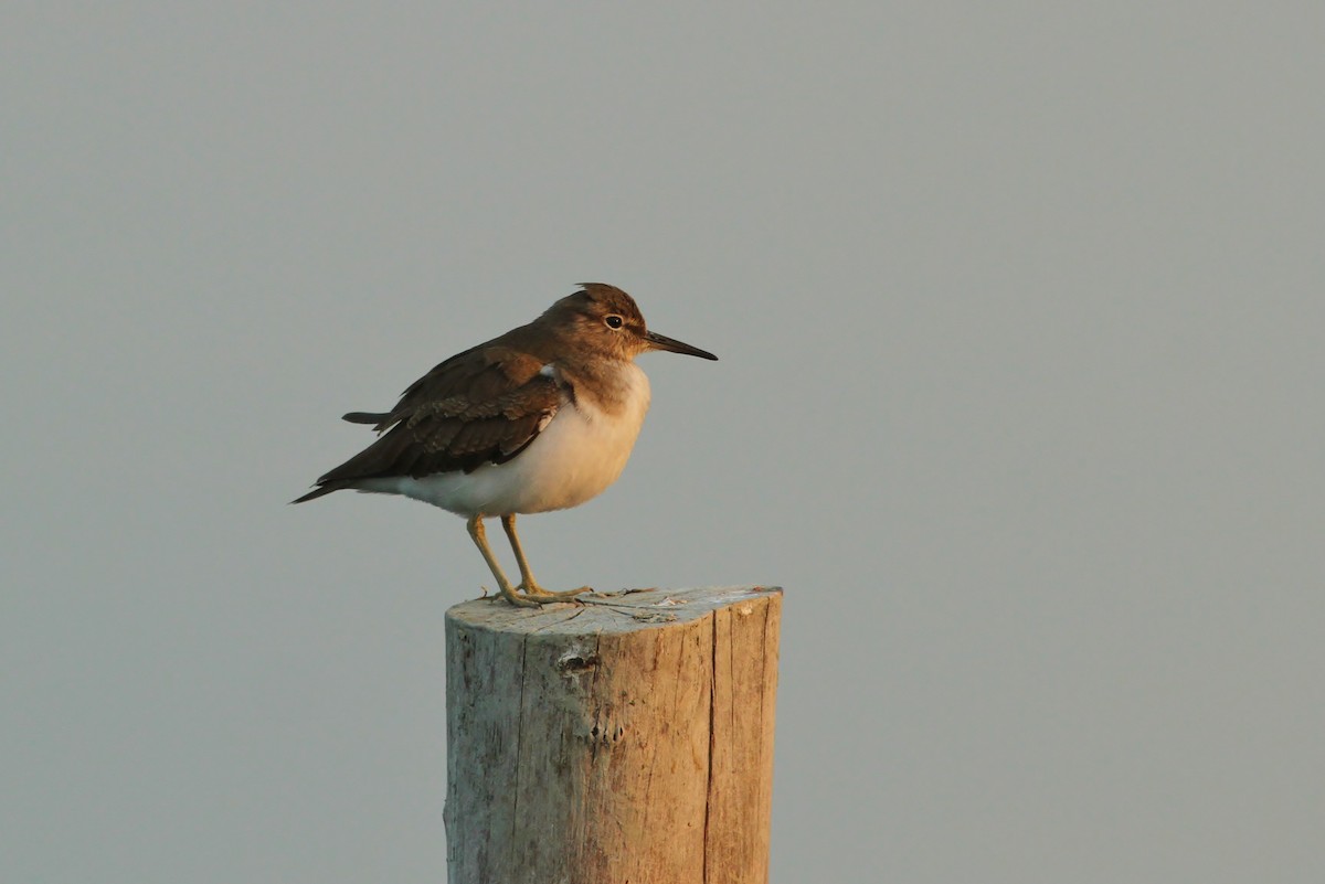 Common Sandpiper - Scott Watson