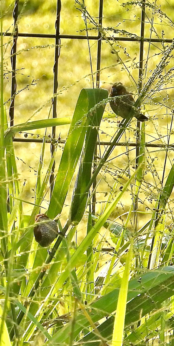 Scaly-breasted Munia - Alisha Tay