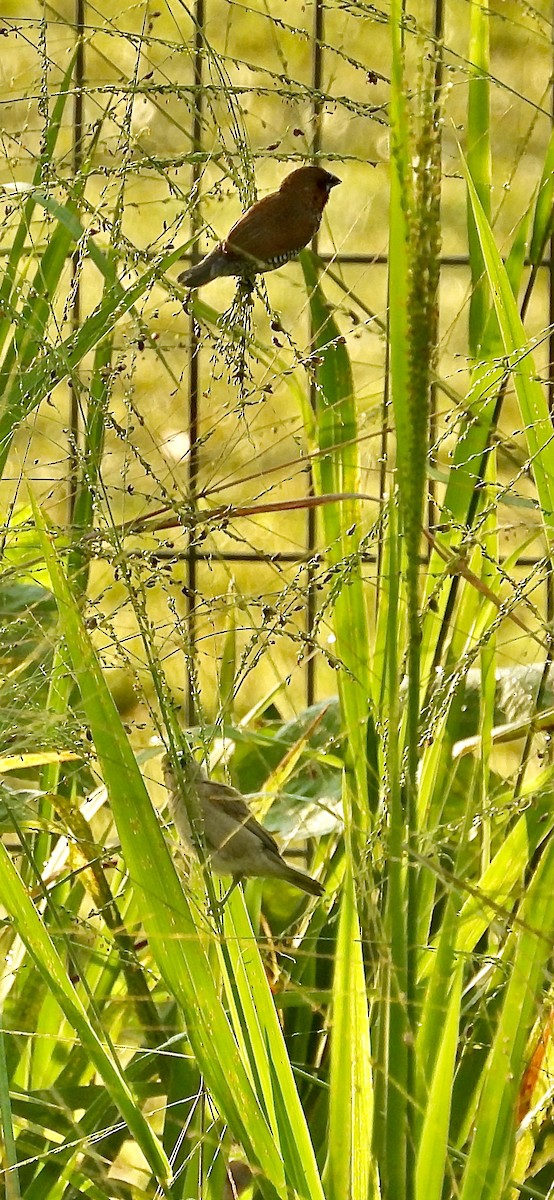 Scaly-breasted Munia - Alisha Tay