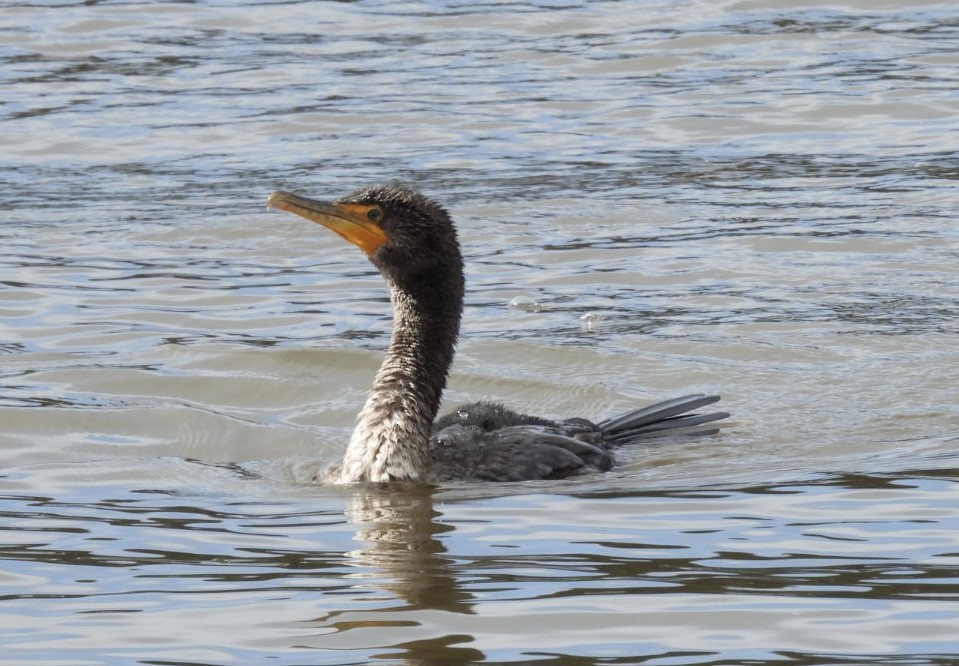 Double-crested Cormorant - Patti Northam