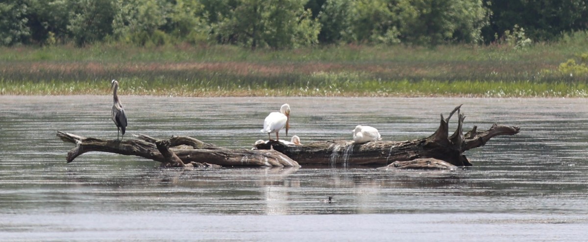 American White Pelican - Will Wright