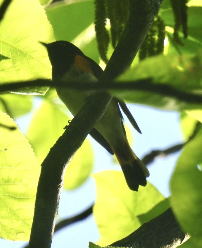 American Redstart - Sue Bernstein