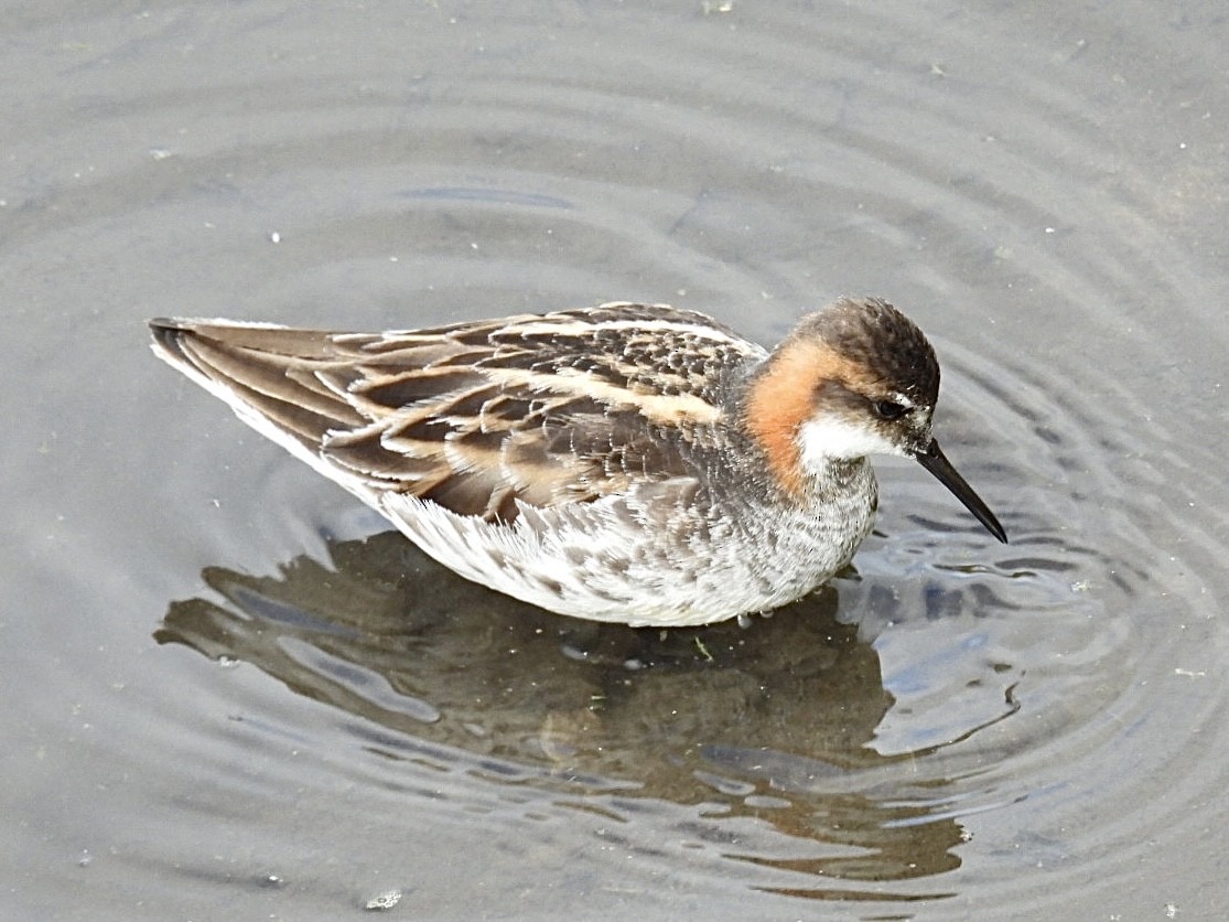 Red-necked Phalarope - Patti Northam