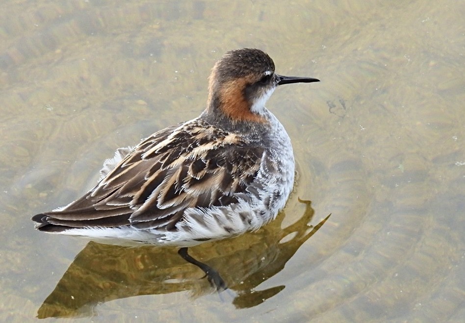 Red-necked Phalarope - Patti Northam