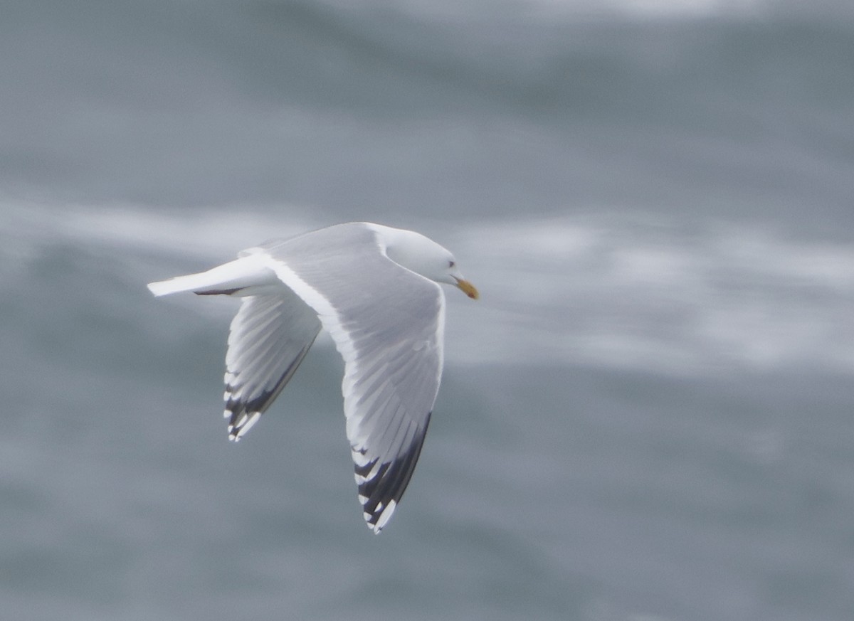 Herring Gull (Vega) - Gavin Bieber