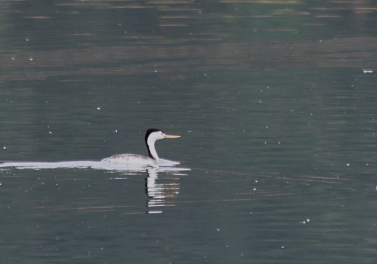 Clark's Grebe - Will Wright