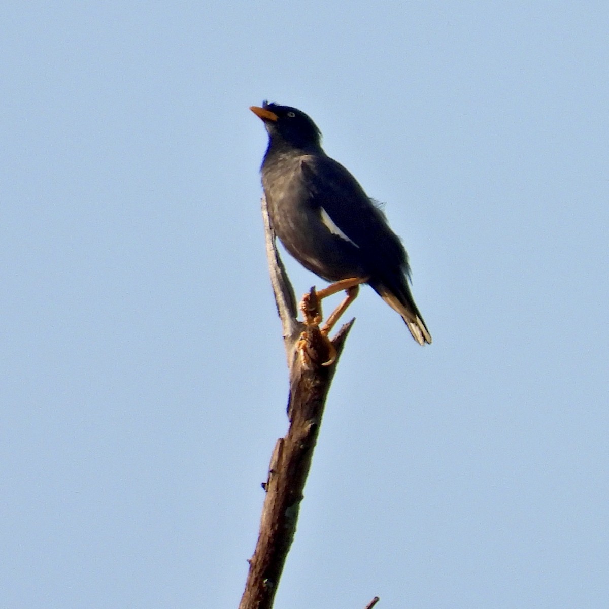 Javan Myna - Alisha Tay