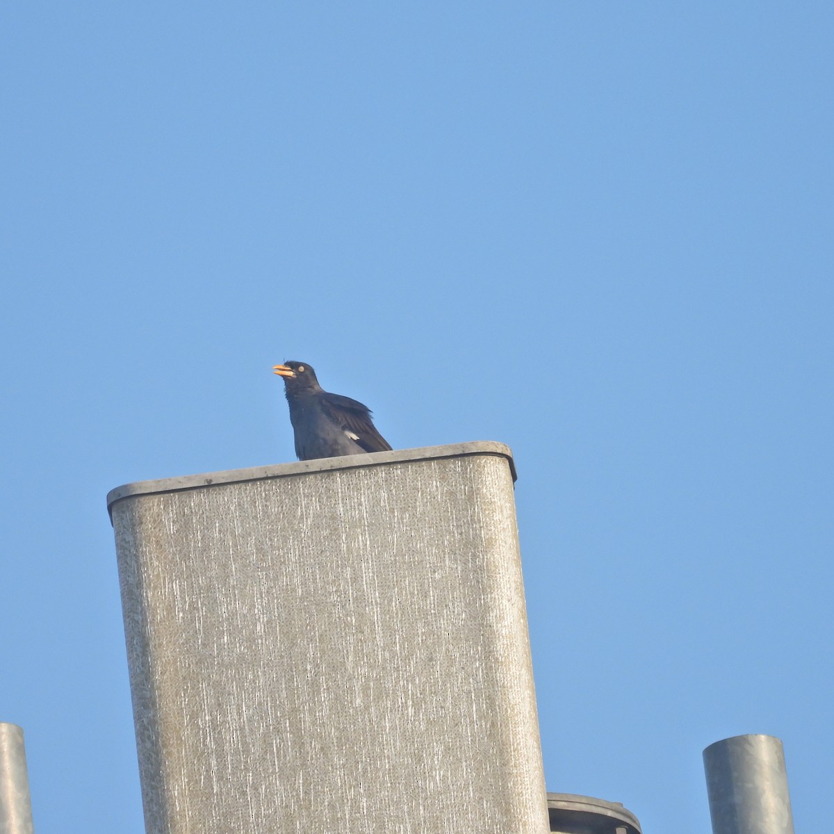 Javan Myna - Alisha Tay