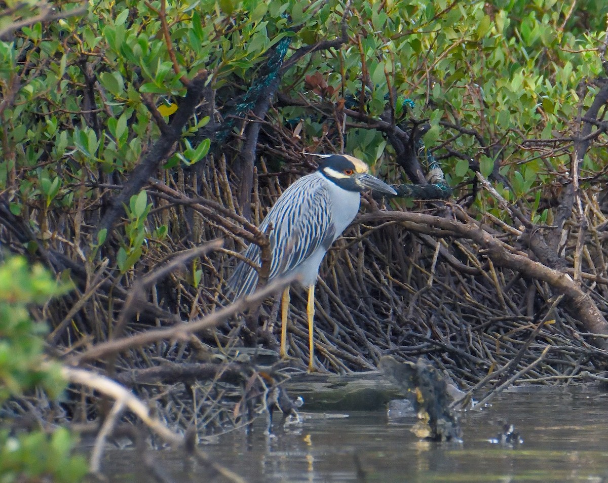 Yellow-crowned Night Heron - Lynn & Dale Mason