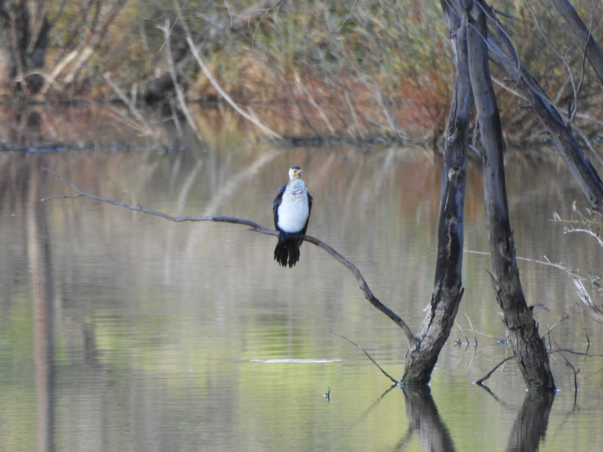 Little Pied Cormorant - ML619554690