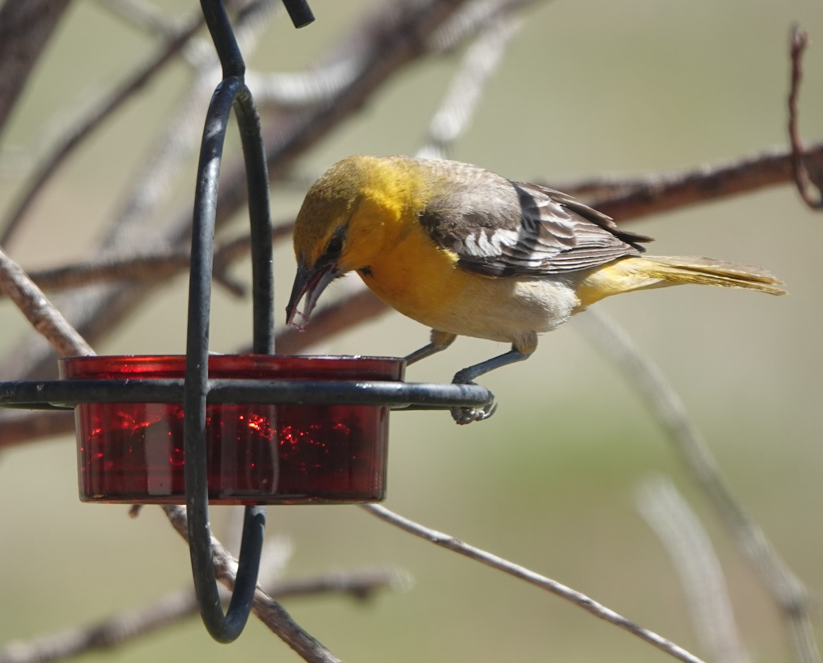 Bullock's Oriole - Kirsti Aamodt