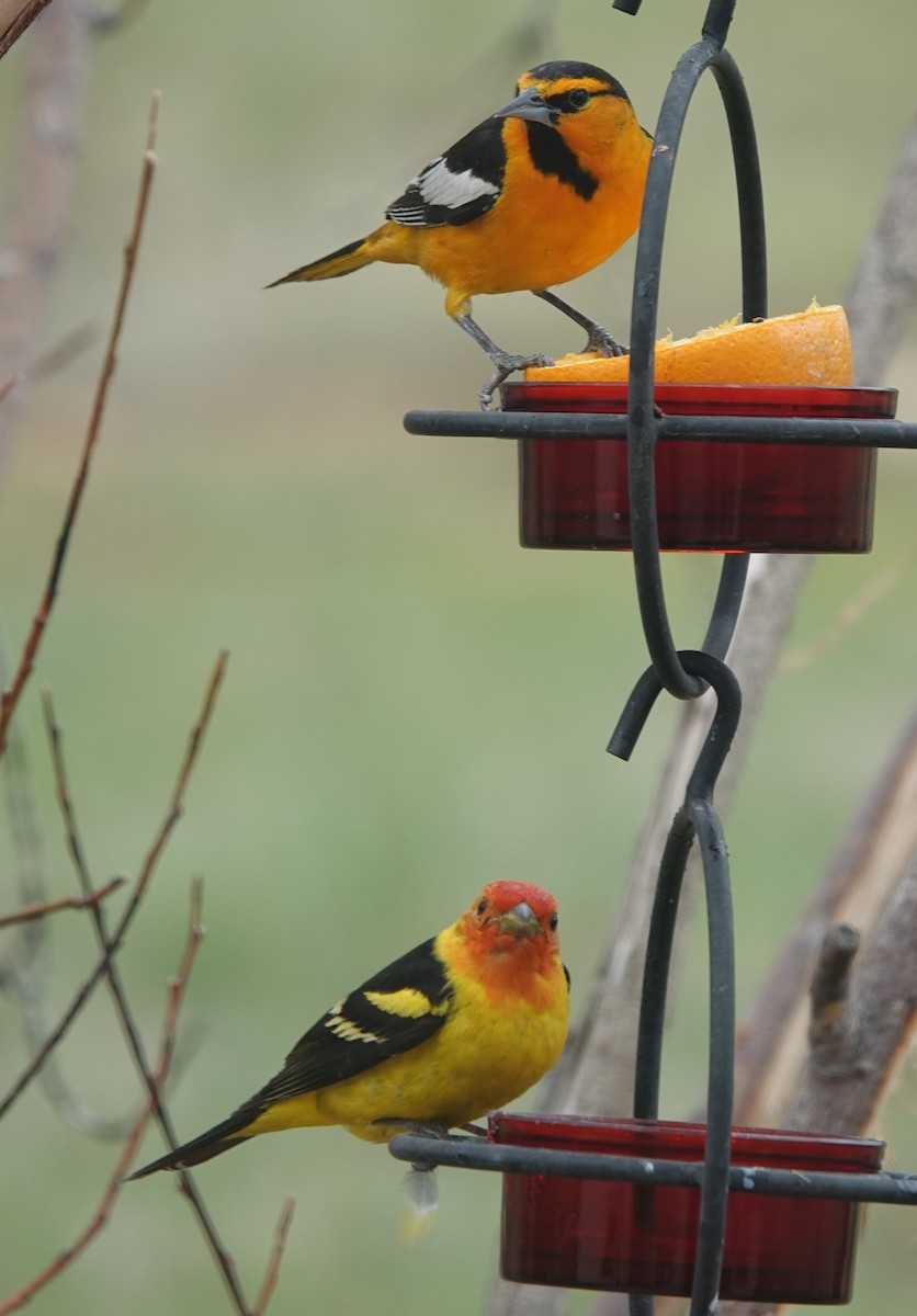 Bullock's Oriole - Kirsti Aamodt