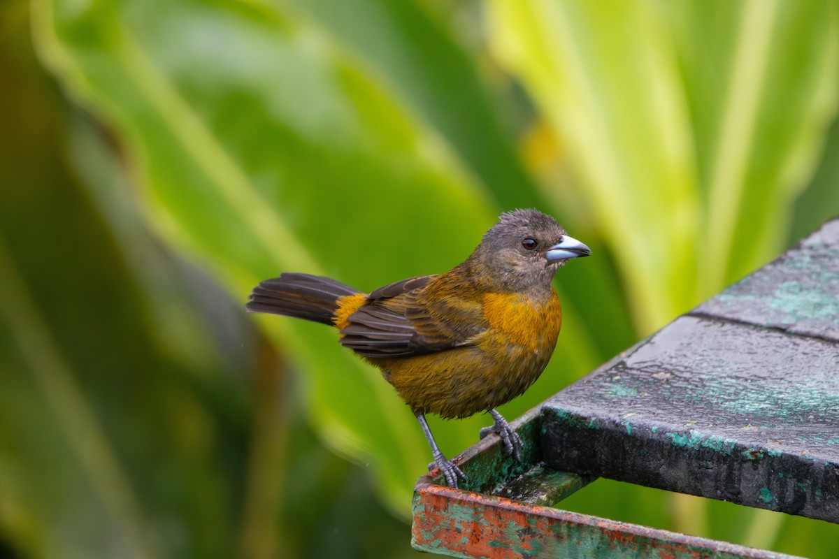 Scarlet-rumped Tanager - Matt Fischer