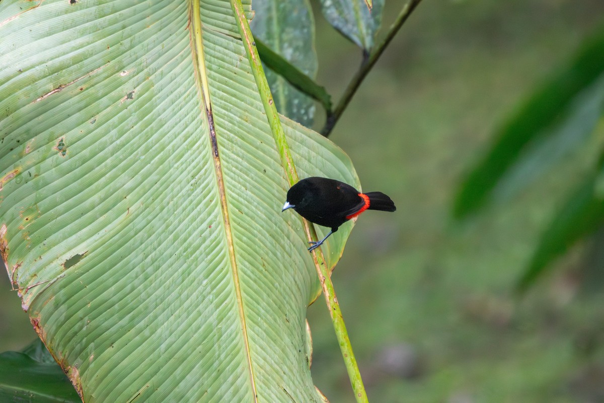 Scarlet-rumped Tanager - Matt Fischer