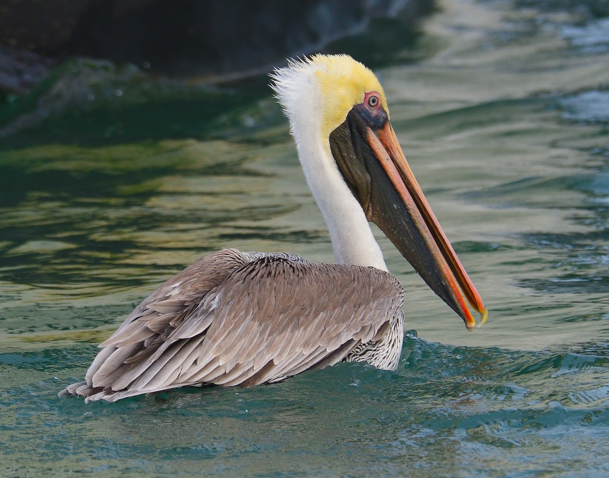 Brown Pelican - Lynn & Dale Mason