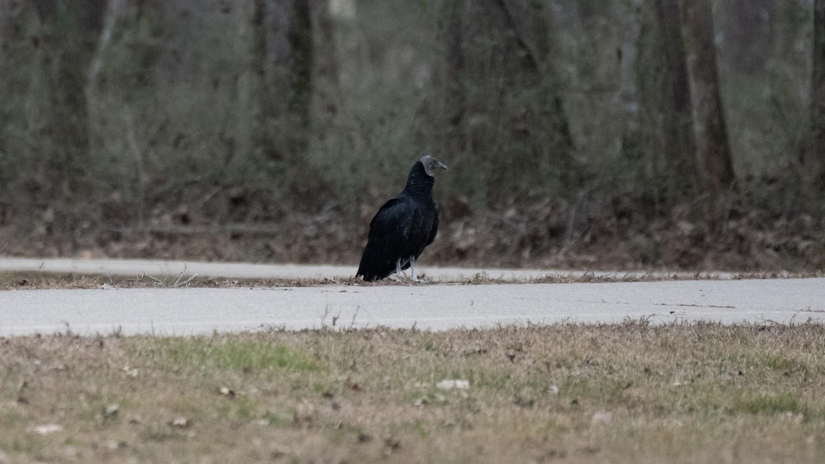 Black Vulture - Rob Cochran