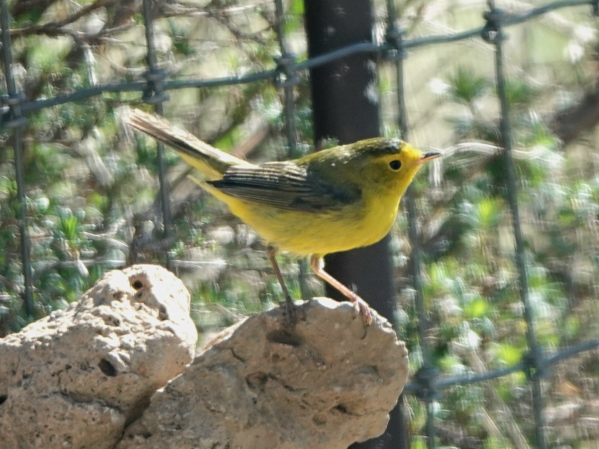 Wilson's Warbler - ML619554707