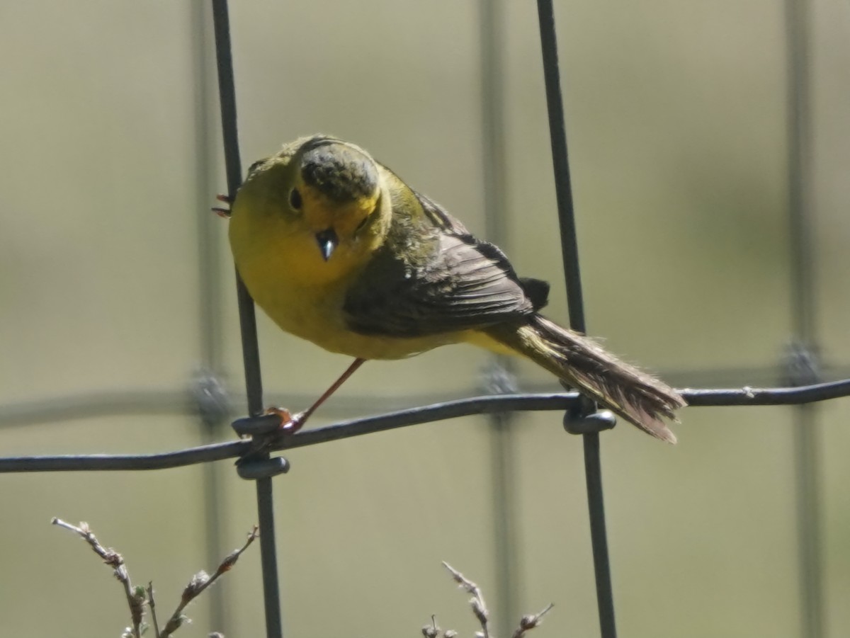 Wilson's Warbler - Kirsti Aamodt