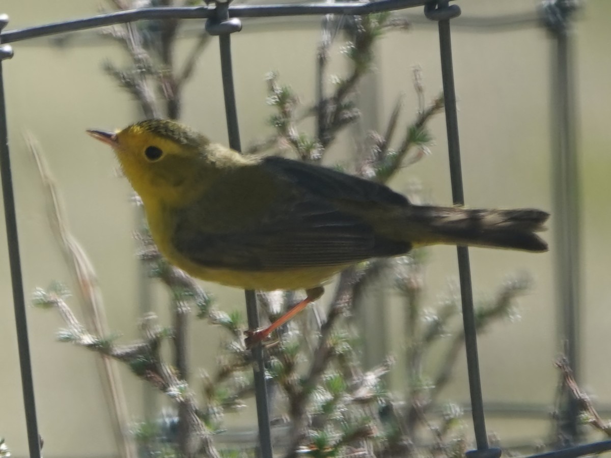 Wilson's Warbler - Kirsti Aamodt