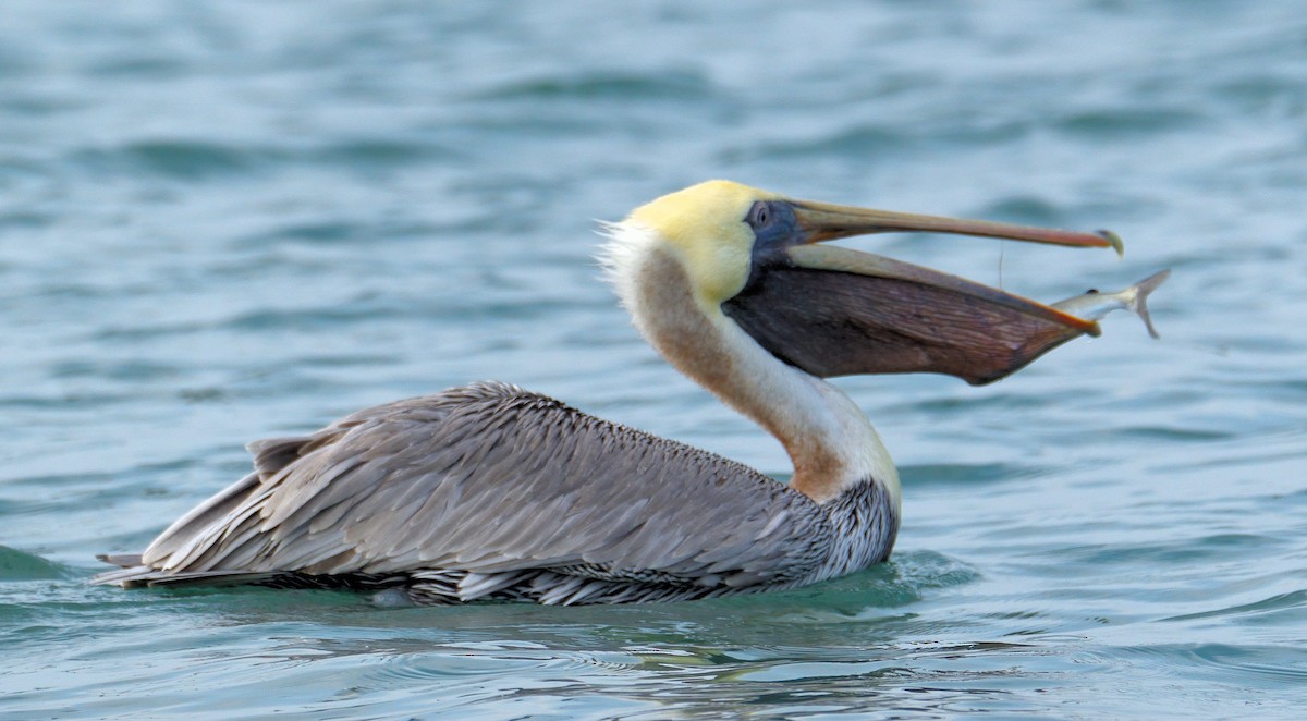 Brown Pelican - ML619554711