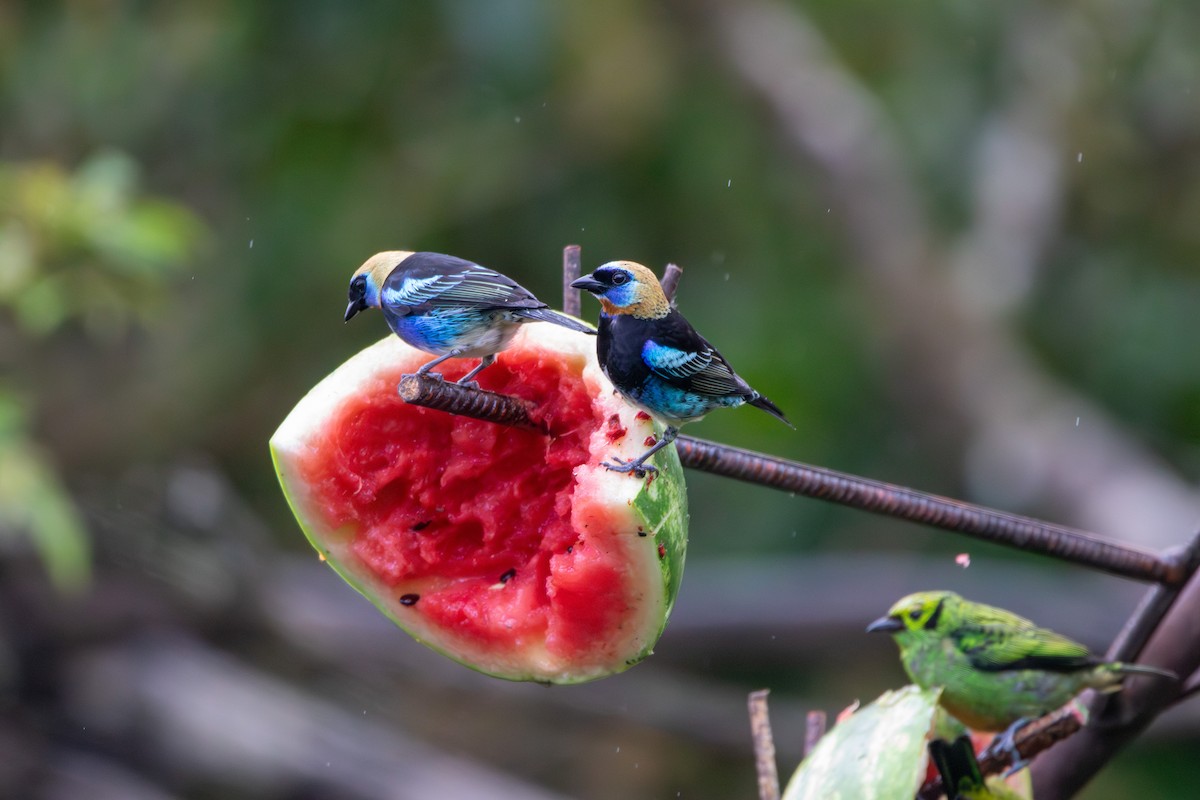 Golden-hooded Tanager - Matt Fischer