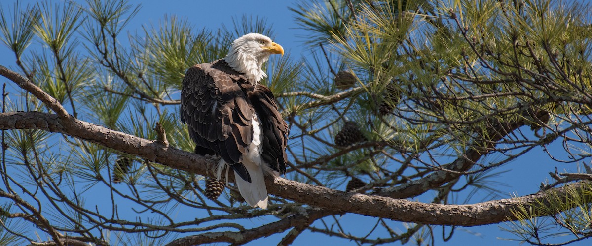 Bald Eagle - Rob Cochran