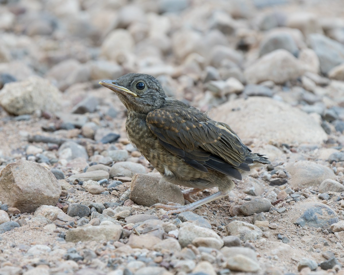 Pale-breasted Thrush - Jairo Cadavid