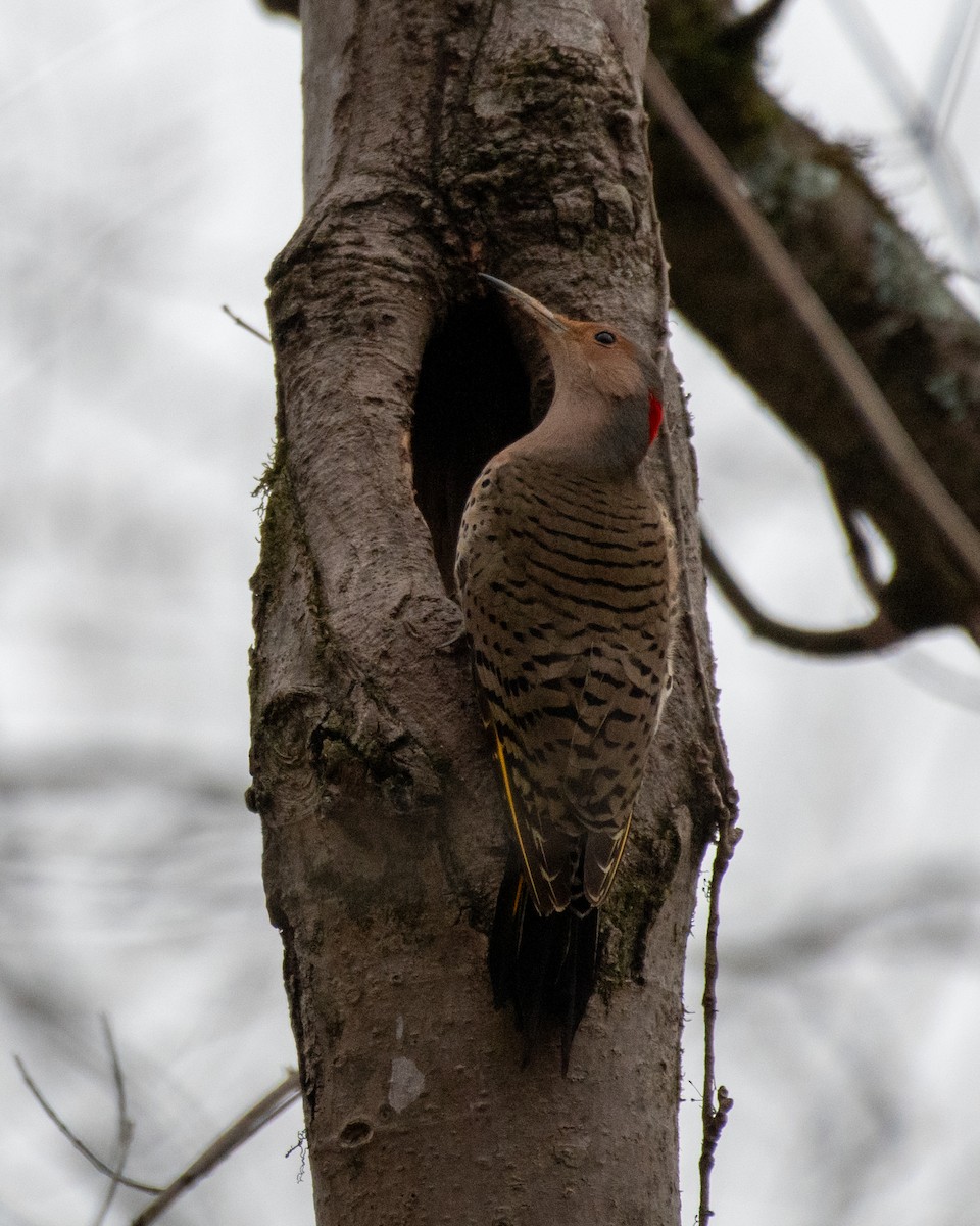 Northern Flicker - ML619554718