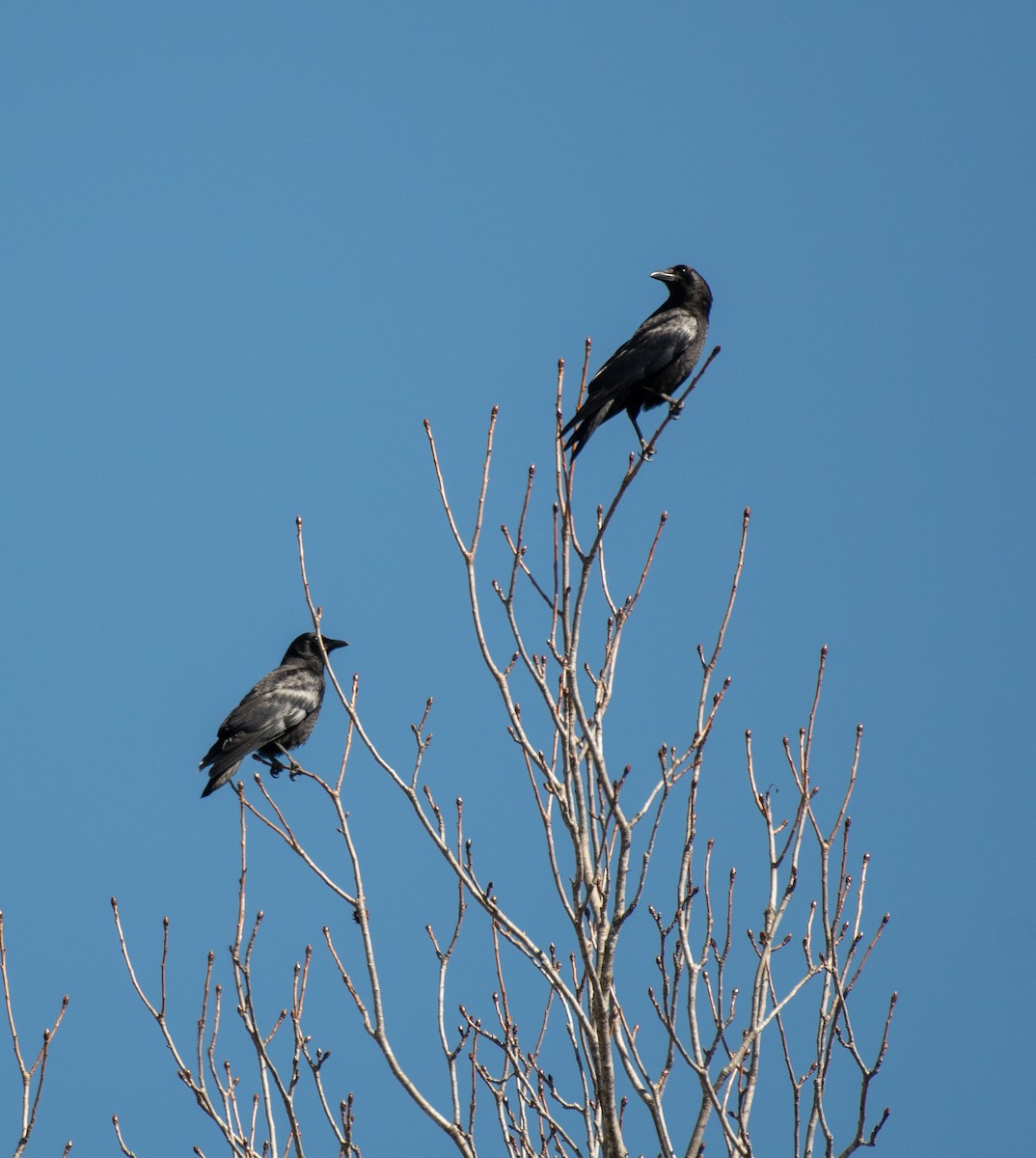 American Crow - ML619554720