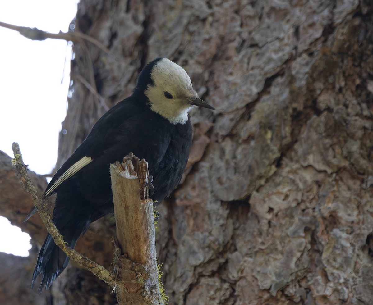 White-headed Woodpecker - ML619554724