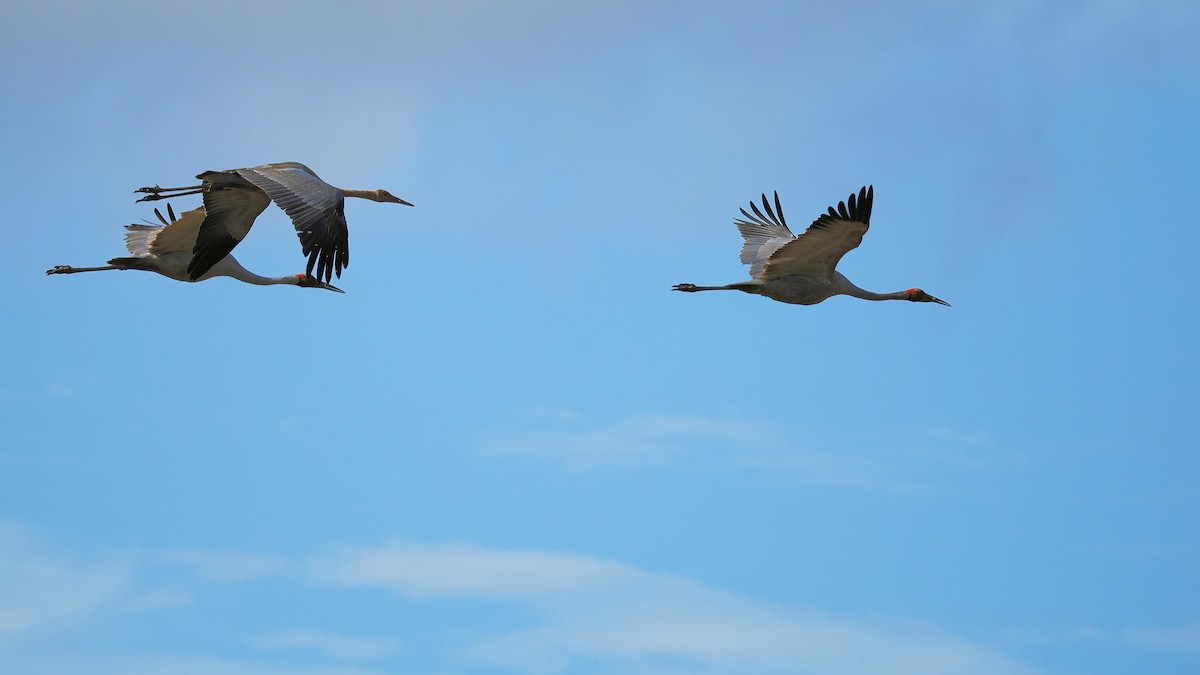 Brolga - Len and Chris Ezzy