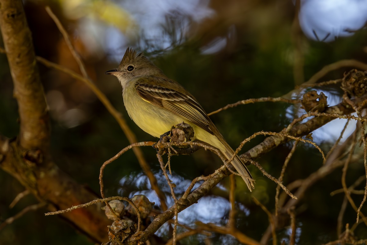 Yellow-bellied Elaenia - Mason Flint