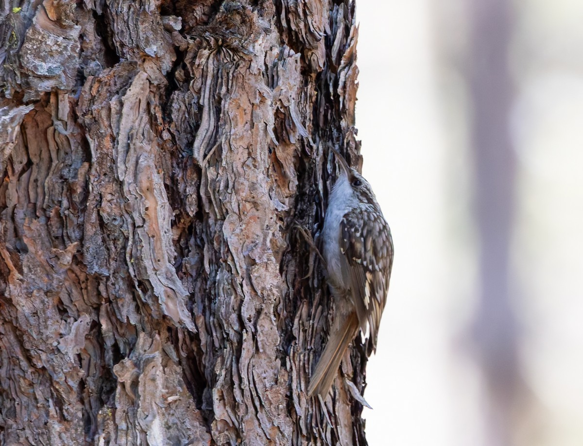 Brown Creeper - ML619554730